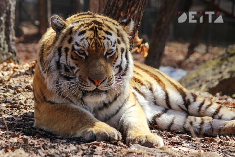 Гибель тигра и медведя под опорой ЛЭП расследуют в Приморье